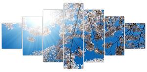 Obraz - Třešňové květy (210x100 cm)