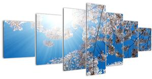 Obraz - Třešňové květy (210x100 cm)