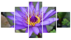 Obraz - Fialová květina (125x70 cm)