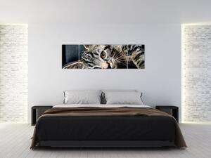 Obraz - Kotě (170x50 cm)