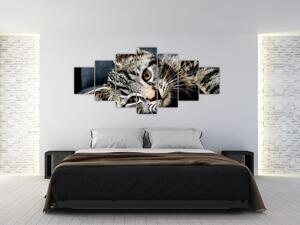 Obraz - Kotě (210x100 cm)