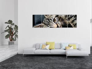Obraz - Kotě (170x50 cm)