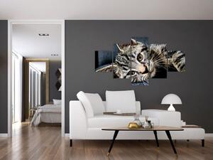 Obraz - Kotě (125x70 cm)