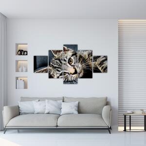 Obraz - Kotě (125x70 cm)