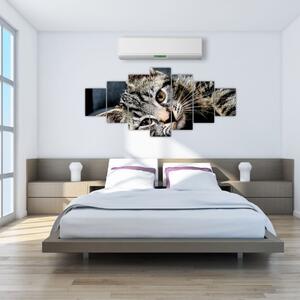 Obraz - Kotě (210x100 cm)