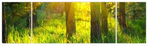 Obraz - Jarní probouzení lesa (170x50 cm)