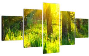 Obraz - Jarní probouzení lesa (125x70 cm)