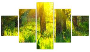 Obraz - Jarní probouzení lesa (125x70 cm)