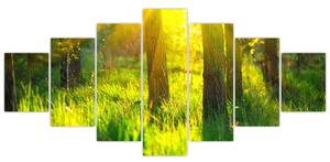 Obraz - Jarní probouzení lesa (210x100 cm)