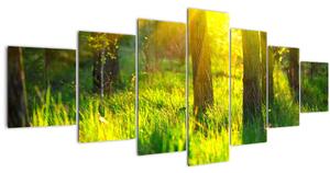 Obraz - Jarní probouzení lesa (210x100 cm)