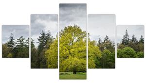 Obraz zeleného stromu uprostřed pole (125x70 cm)