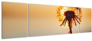 Obraz Pampelišky v západu slunce (170x50 cm)