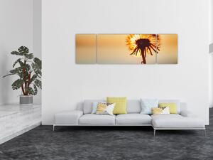 Obraz Pampelišky v západu slunce (170x50 cm)
