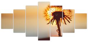 Obraz Pampelišky v západu slunce (210x100 cm)