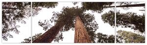 Obraz - Pohled skrz koruny stromů (170x50 cm)
