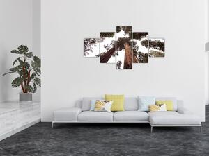 Obraz - Pohled skrz koruny stromů (125x70 cm)