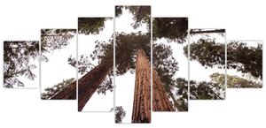 Obraz - Pohled skrz koruny stromů (210x100 cm)