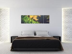 Obraz mechu s houbou (170x50 cm)