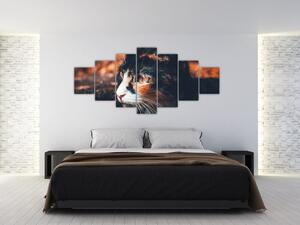 Obraz - Pohled kočky (210x100 cm)
