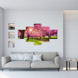 Obraz rozkvetlých třešní, Hurd Park, Dover, New Jersey (125x70 cm)