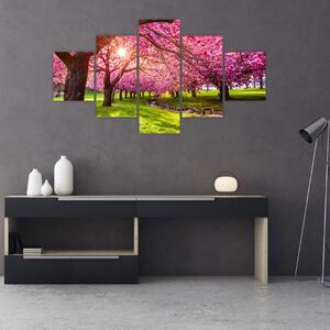 Obraz rozkvetlých třešní, Hurd Park, Dover, New Jersey (125x70 cm)