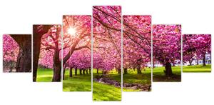 Obraz rozkvetlých třešní, Hurd Park, Dover, New Jersey (210x100 cm)