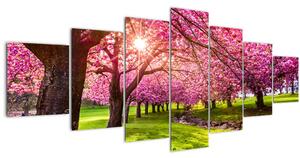 Obraz rozkvetlých třešní, Hurd Park, Dover, New Jersey (210x100 cm)