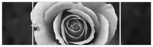 Obraz růže (170x50 cm)