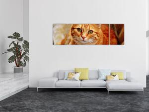 Obraz ležící kočky (170x50 cm)
