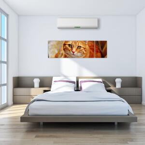 Obraz ležící kočky (170x50 cm)