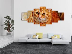 Obraz ležící kočky (210x100 cm)