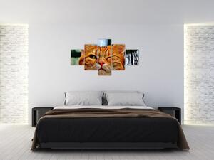 Obraz mrkající kočky (125x70 cm)