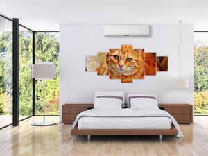 Obraz ležící kočky (210x100 cm)