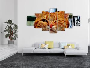 Obraz mrkající kočky (210x100 cm)