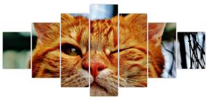 Obraz mrkající kočky (210x100 cm)