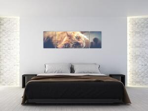 Obraz kočky na podlaze (170x50 cm)