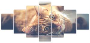 Obraz kočky na podlaze (210x100 cm)