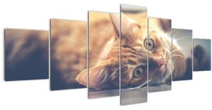 Obraz kočky na podlaze (210x100 cm)