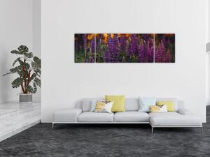 Obraz květů vlčího bobu (170x50 cm)