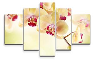 Sablio Obraz - 5-dílný Orchidej 2 - 125x90 cm