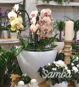 Roto květináč SAMBA S - bíla