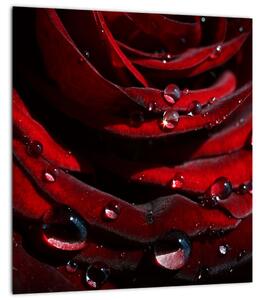 Obraz - Detail růže (30x30 cm)