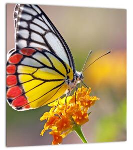 Obraz motýla na květu (30x30 cm)