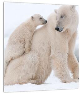 Obraz - Lední medvědi (30x30 cm)