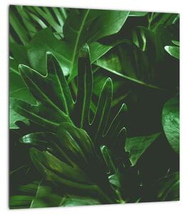 Obraz - Palmové listy (30x30 cm)