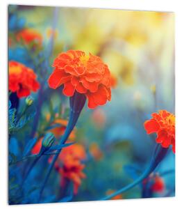 Obraz - Oranžové květy (30x30 cm)