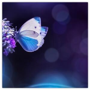 Obraz - Motýli na levanduli (30x30 cm)