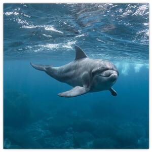 Obraz - Delfín pod hladinou (30x30 cm)