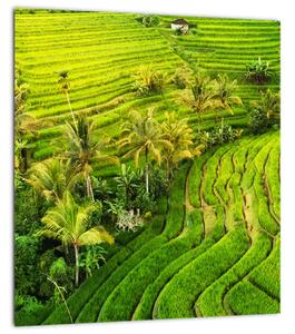 Obraz - Rýžové terasy (30x30 cm)