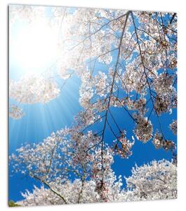 Obraz - Třešňové květy (30x30 cm)